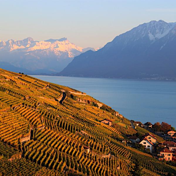 Lavaux